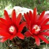 Gymnocalycium _baldianum _04
